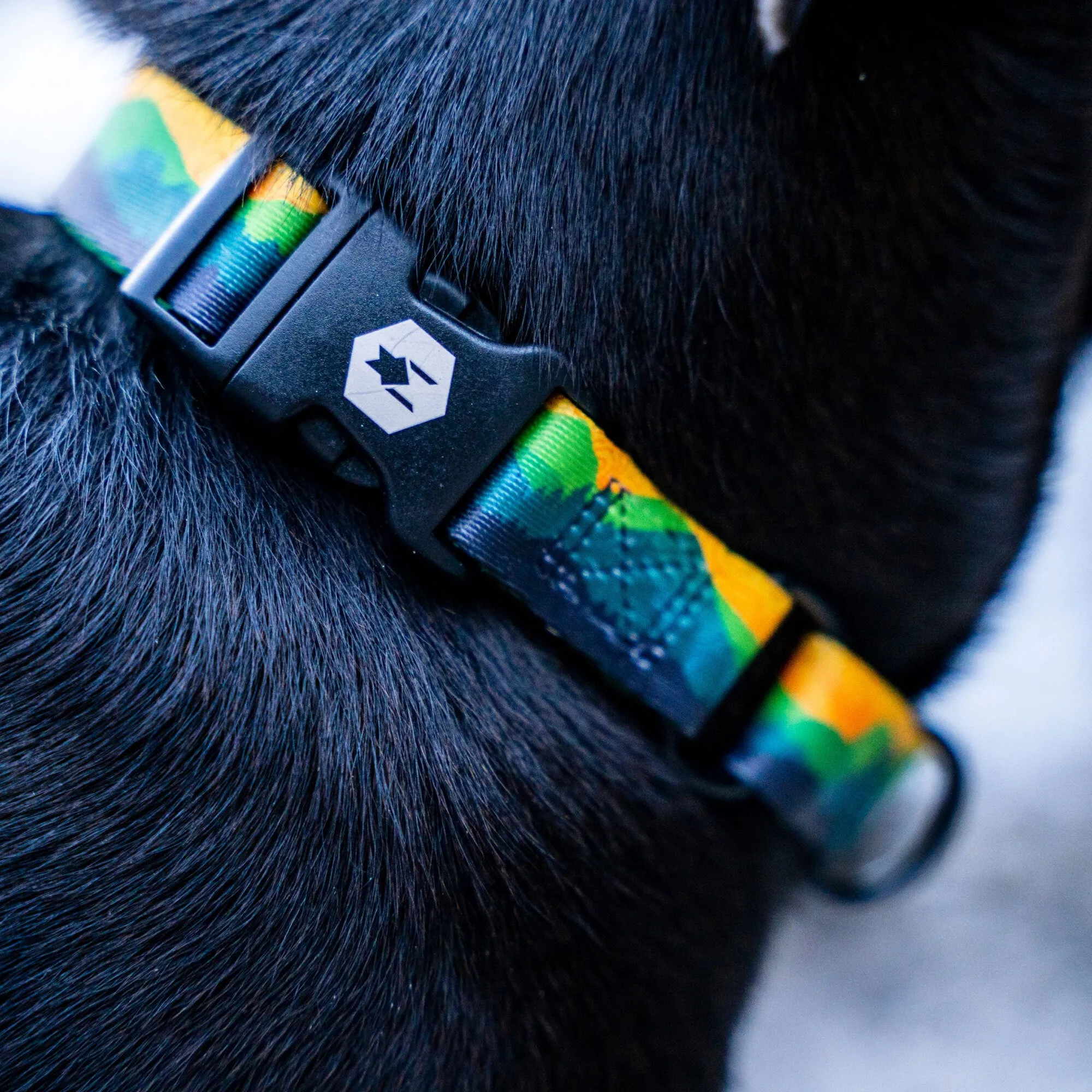 AllTrails × Wolfgang Dog Collar