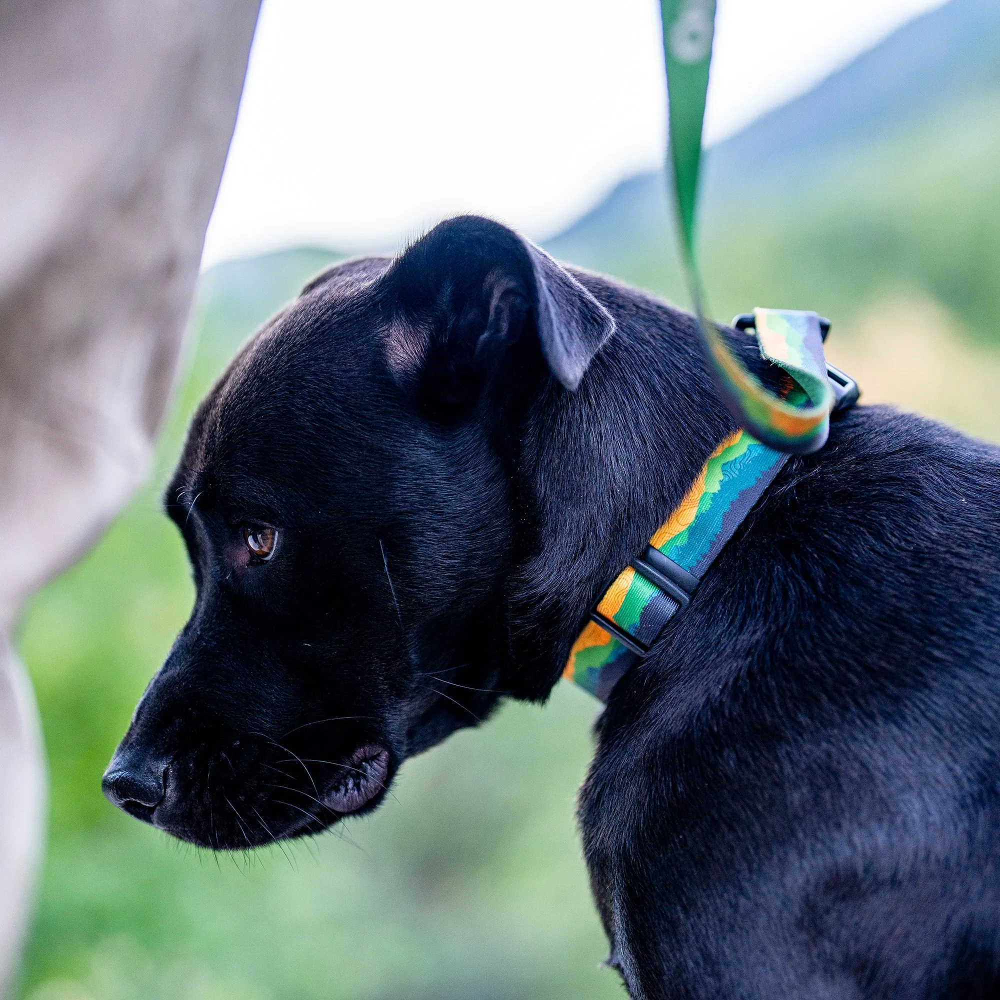 AllTrails × Wolfgang Dog Collar