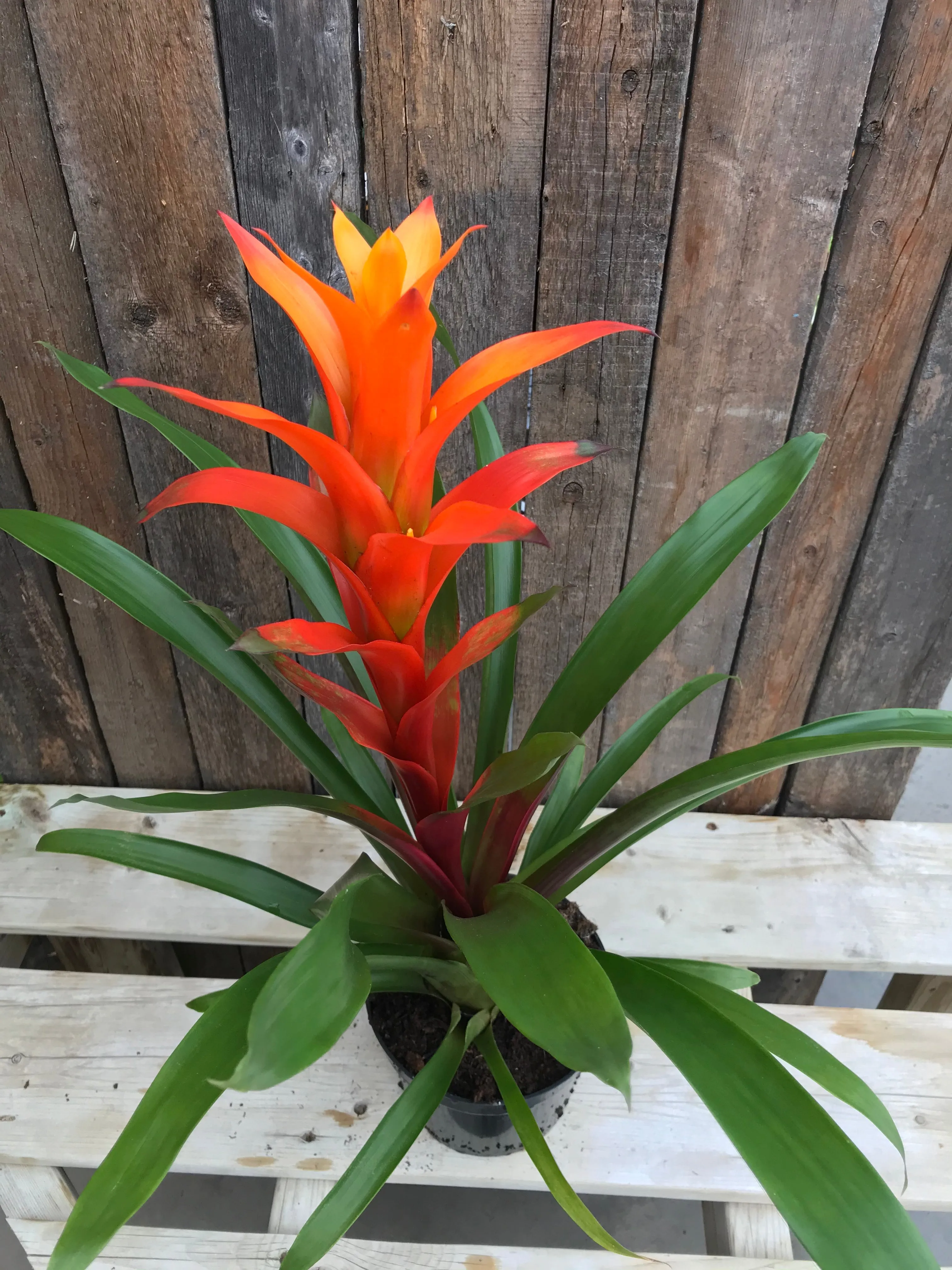 Bromeliad Guzmania or Vriesea