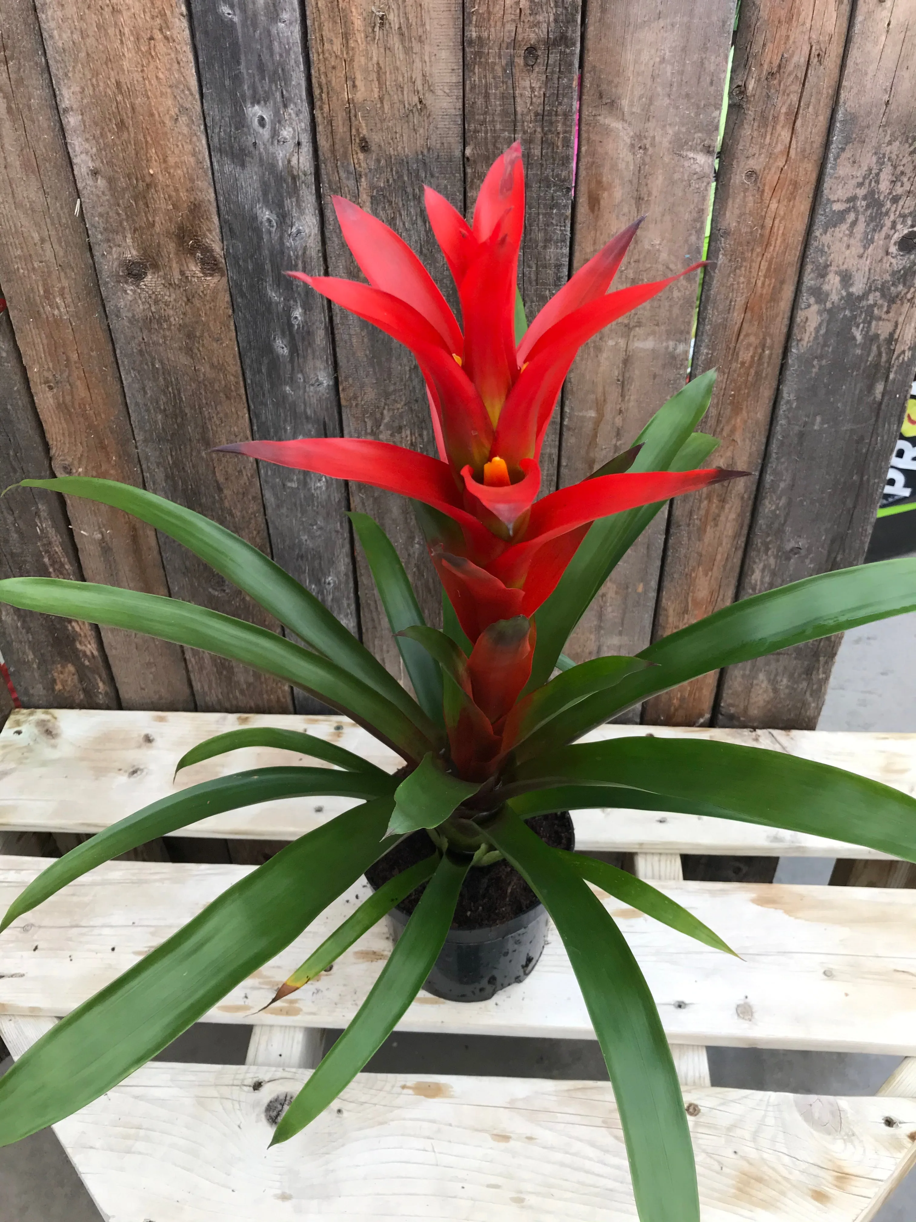 Bromeliad Guzmania or Vriesea